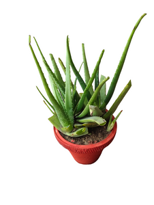 Aloe Vera 10" Mitti Pot