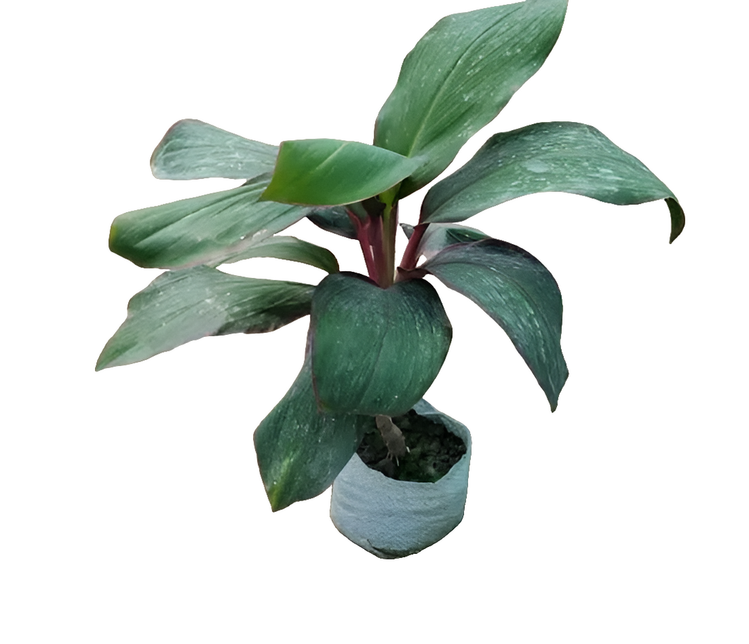 Dracaena Mahatma 6" Bag