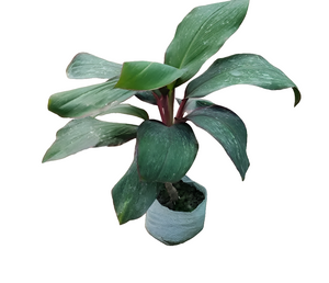 Dracaena Mahatma 6" Bag