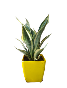 Sansevieria (Snake Plant) Trifasciata Ghost Plant 6" Yellow Pot