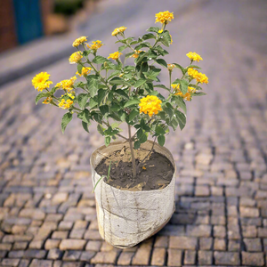 Lantana Yellow 7" Bag