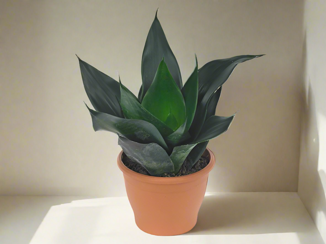 Sansevieria Black Dragon 6" Pot