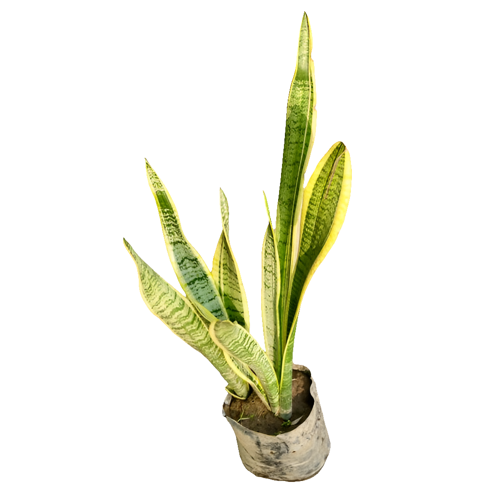 Yellow Snake Plant Big Height 6"Bag