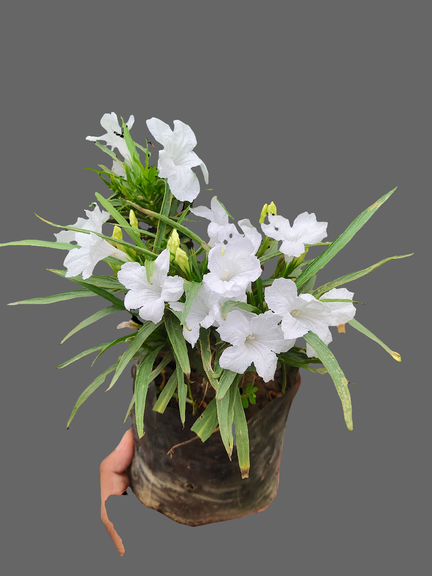 Ruellia Simplex/Mexican Petunia White Color 7" Bag