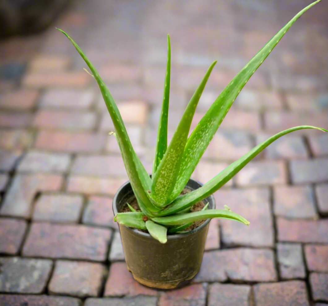 Aloe Vera Plant 4-5" Pot