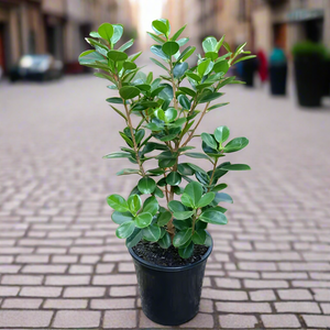 Ficus Moclame,Ficus Microcarpa - Plant 8" Pot