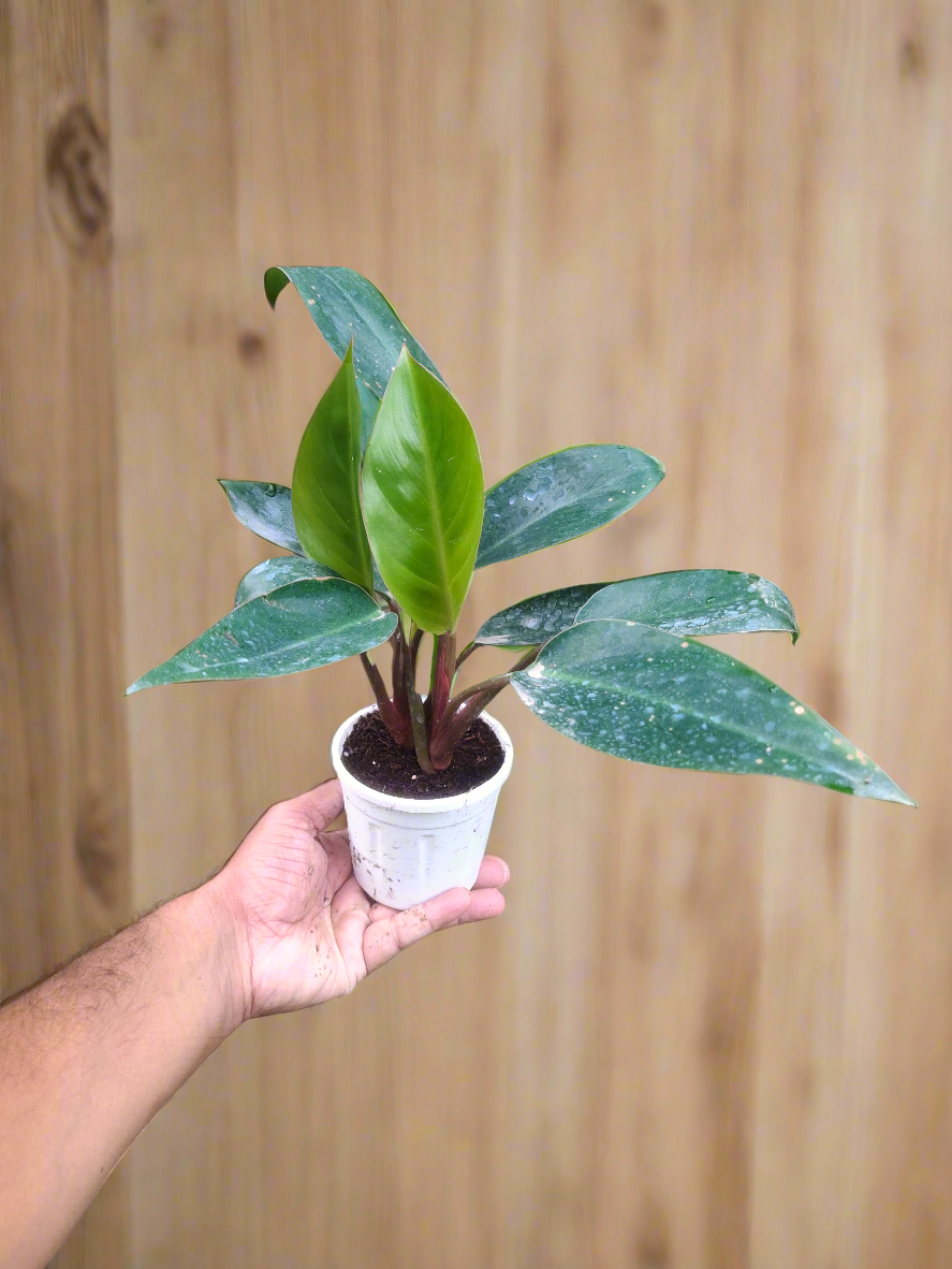 Philodendron Sunshine 4" Pot