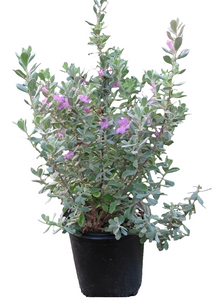 Taxes Sage Plant 8" Pot