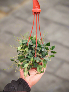 Peperomia Angulata Plant 6" Hanging