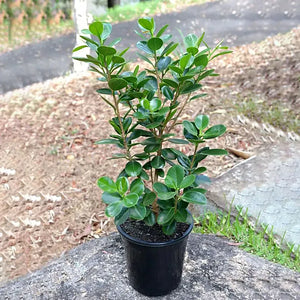 Ficus Moclame,Ficus Microcarpa - Plant 8" Pot