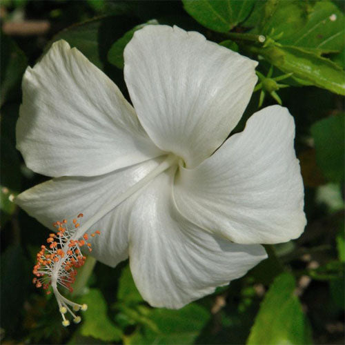 Hibiscus White Desi 7" Bag