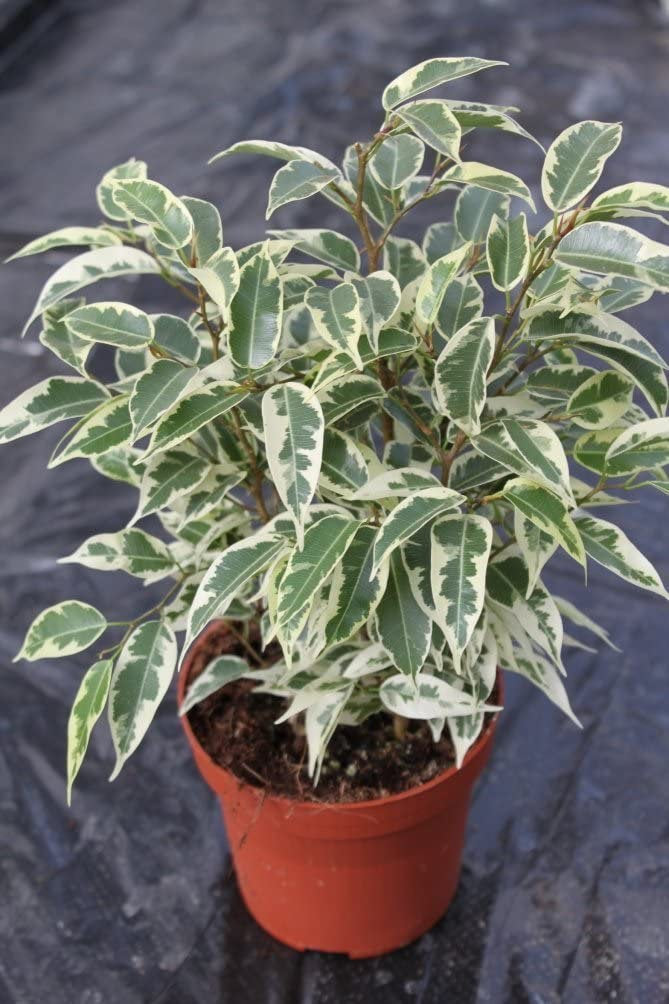 Ficus Benjamina Variegated 8" Pot