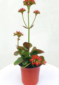 Kalanchoe Plant Red Desi 6" Bag