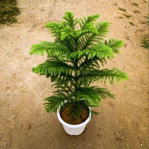 Araucaria/Christmas Tree (~ 3-4 Ft) in 10" White Pot