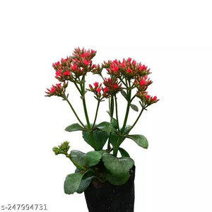 Kalanchoe Plant Red Desi 6" Bag