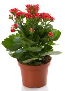 Hybrid kalanchoe Double Flower Plant 6" Pot Any Color