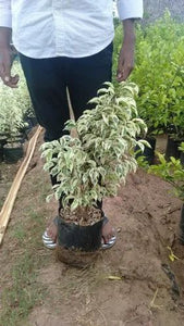 Ficus Benjamina Variegated 8" Pot