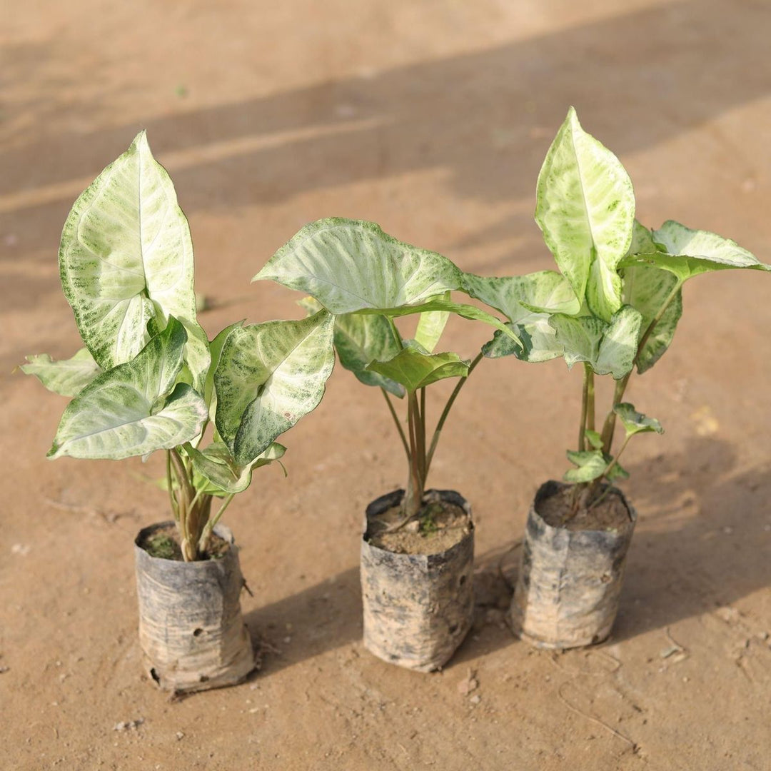 Syngonium Buy 3 Plant 5" Bag