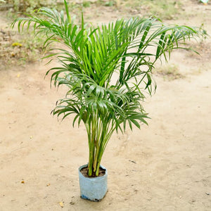 Areca Palm Air Purifier 7"Bag 3-4 Ft.