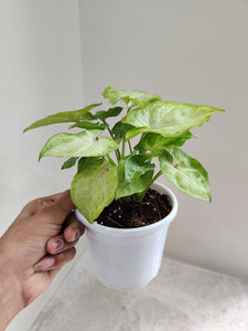 Bold Allusion Nephthytis
Syngonium podophyllum 'Bold Allusion' 4" White Pot