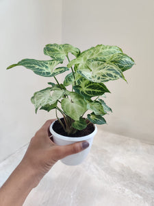 Syngonium 'Batik' 4" Pot