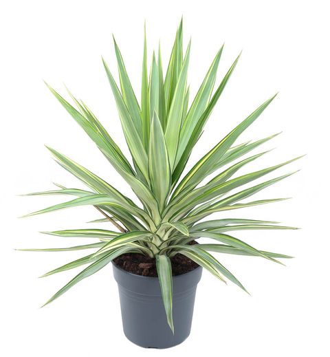 Yuca Jewel 8" Pot