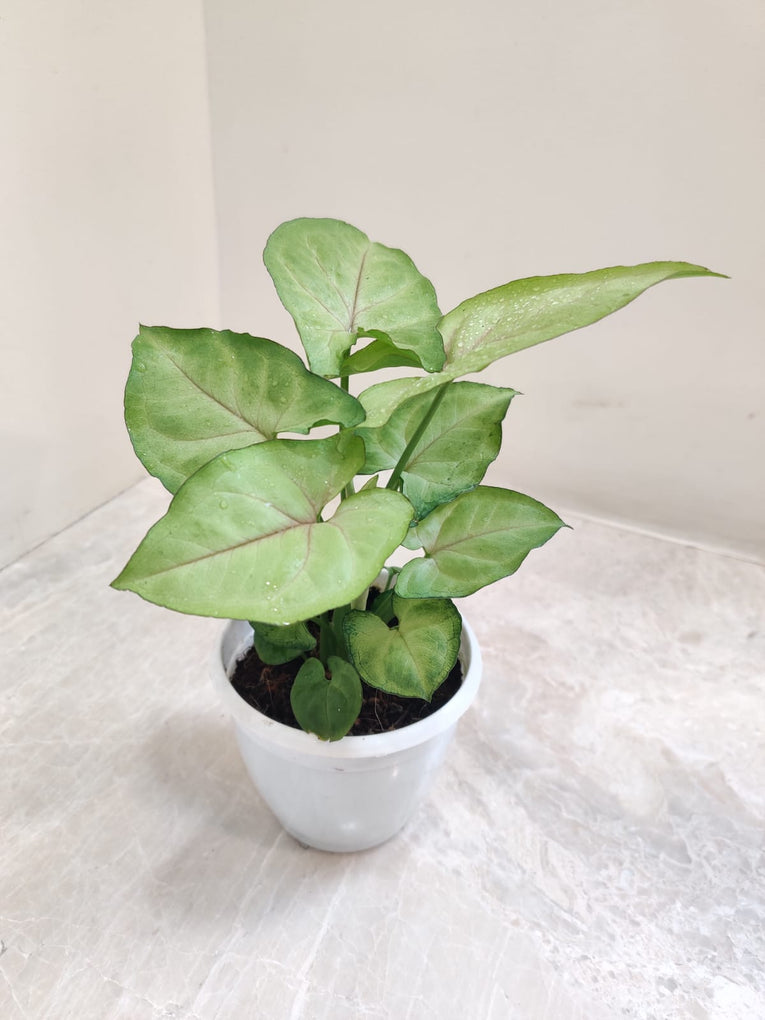 Bold Allusion Nephthytis
Syngonium podophyllum 'Bold Allusion' 4" White Pot