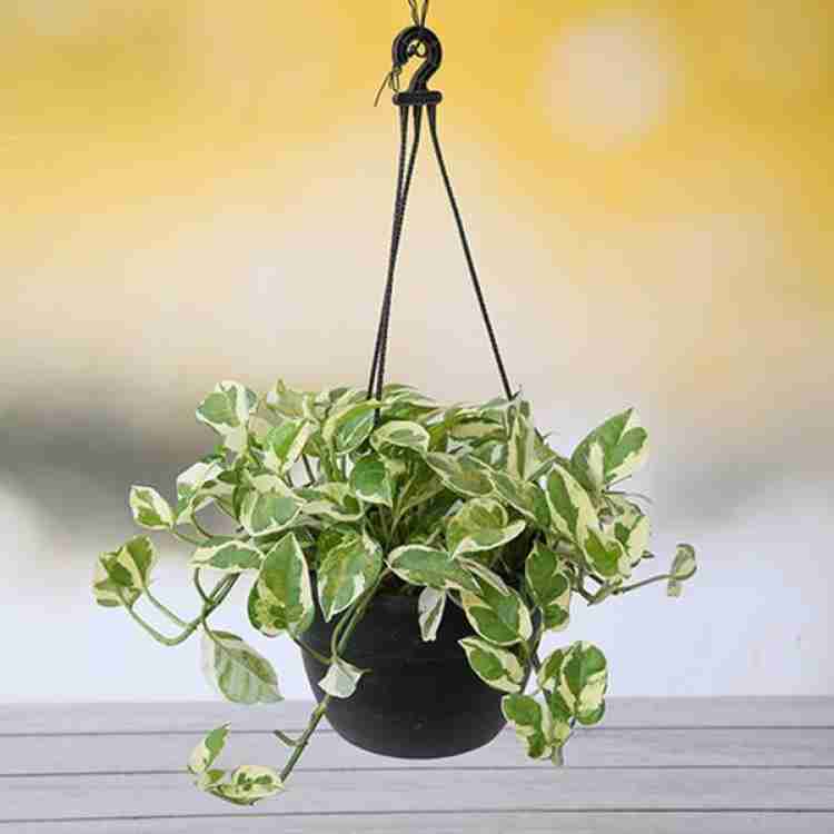 Marble Money Plant 8"Hanging Pot