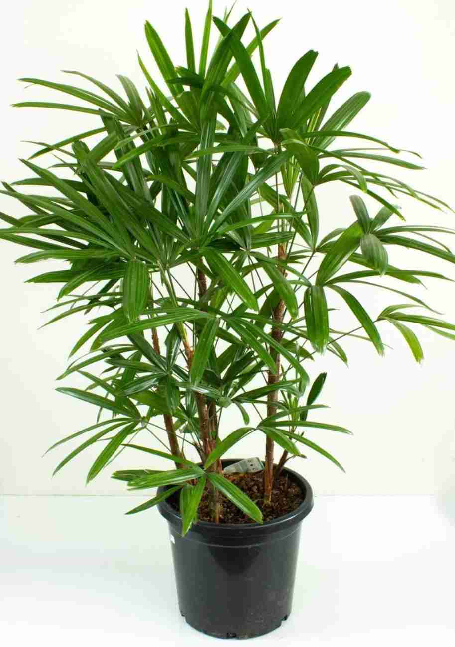 Rhapis Palm 10" Black Pot