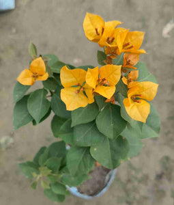 Bougainvillea Yellow Desi 7" Bag