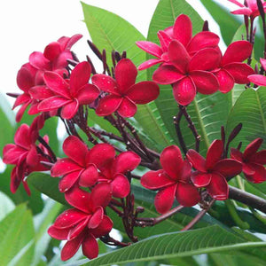 Plumeria,Champa (Red) 10"Bag 4-5 Ft.