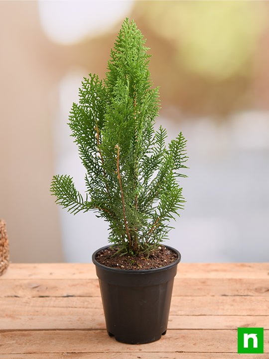 Morpankhi Golden, Thuja Compacta - Plant 6" Pot