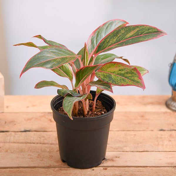 Aglaonema Lipstick 6" Black Pot