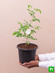 Aparajita Double Petal Plant White 6" Pot