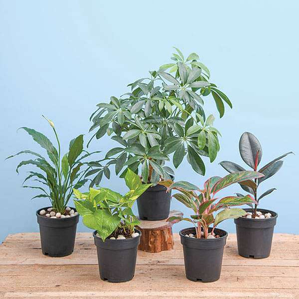 NASA Top 5 Indoor Plants for Oxygen