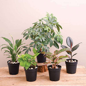 NASA Top 5 Indoor Plants for Oxygen