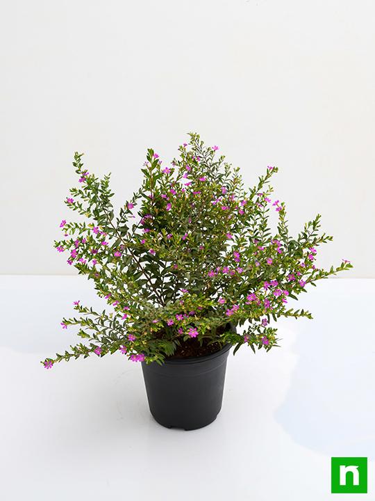 Cuphea Purple 7" Nursery Pot/Bag