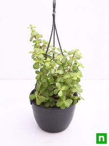 Jade Hanging Plant 8" Pot