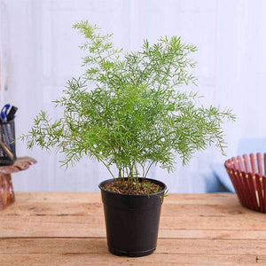 Asparagus densiflorus 6" Pot/Bag