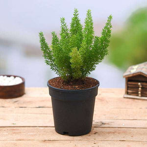 Asparagus Meyeri,Foxtail Fern 6" Pot