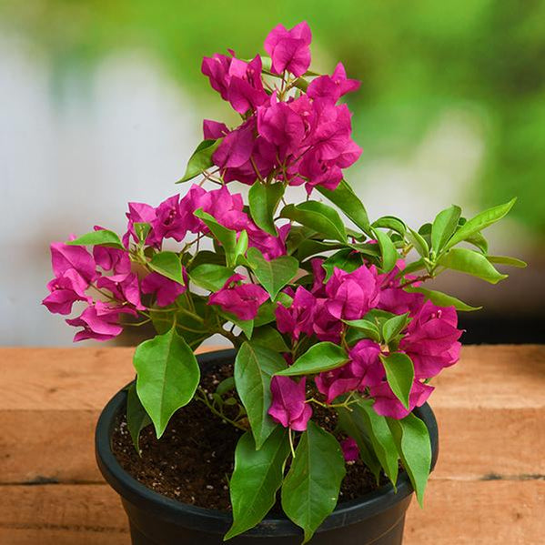 Verigated Bougainvillea 8" Pot