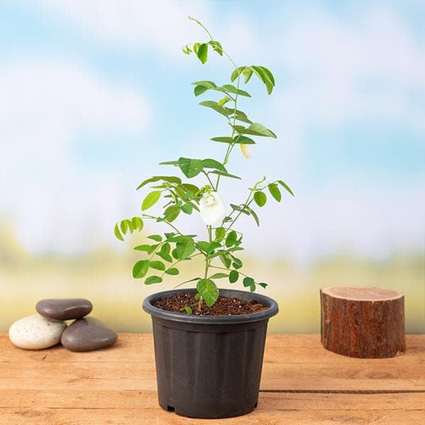 Aparajita Double Petal Plant White 6" Pot