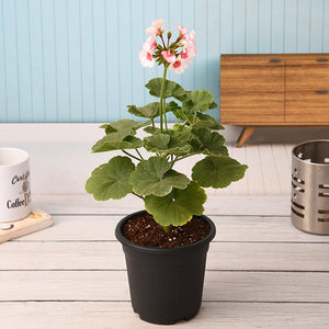 Geranium (Any Color) 6" Pot