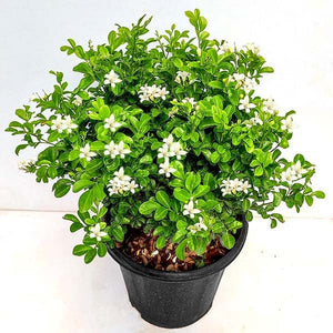 Madhukamini 10" Pot