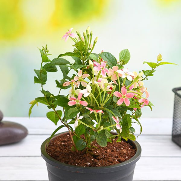 Madhumalti Dwarf, Rangoon Creeper 8" Black Pot