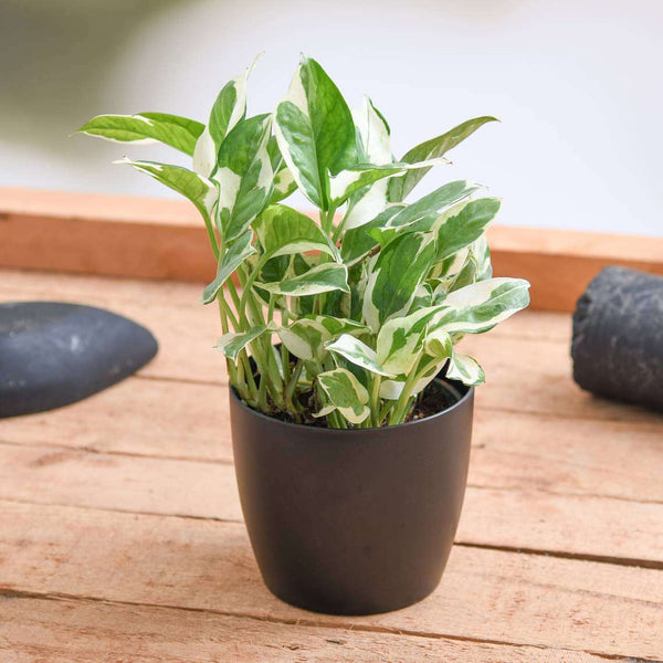 Marble Money Plant 5-6" black Pot