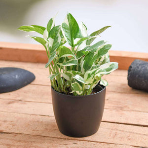 Marble Money Plant 5-6" black Pot