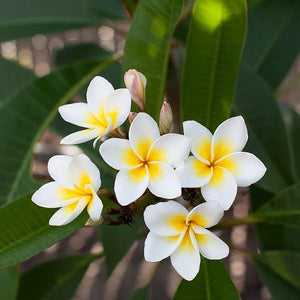 Plumeria,Champa (White Yellow) 7"Bag ~2Ft.