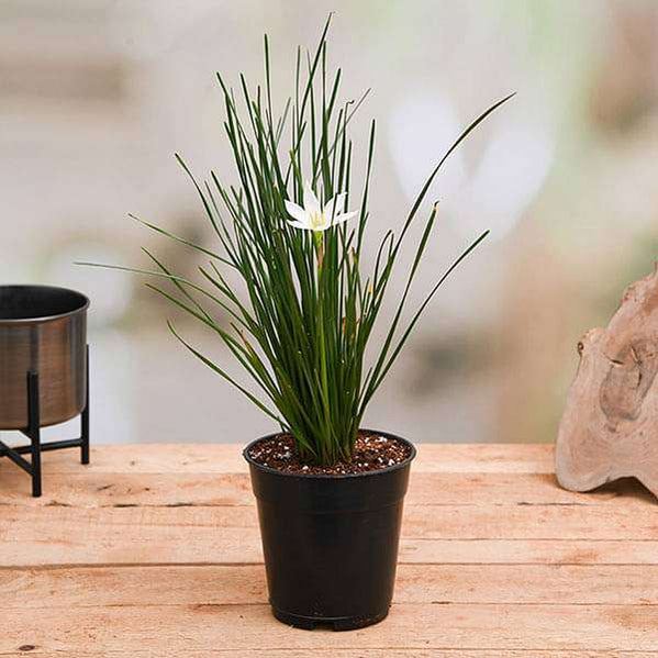 White Rainlily 6" Pot