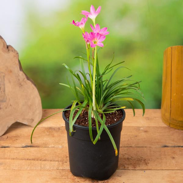 Pink Rainlily 6" Pot